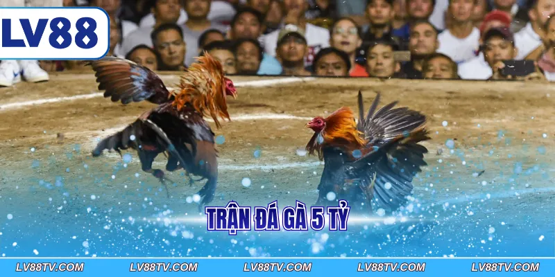 trận đá gà 5 tỷ